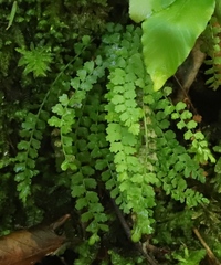 Asplenium viride
