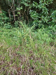 Hedychium coronarium