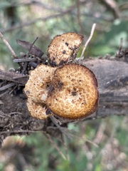 Lentinus arcularius
