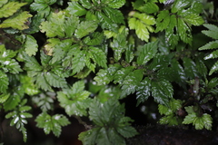 Elatostema monticola