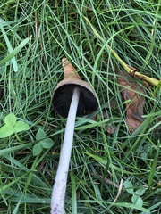 Coprinellus