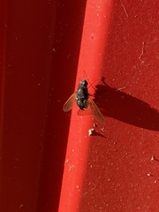 Satyramoeba hetrusca