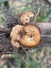 Lentinus arcularius
