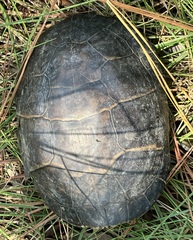 Chrysemys picta picta