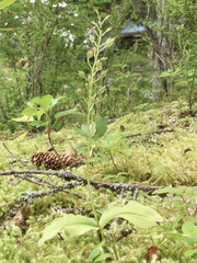 Neottia banksiana