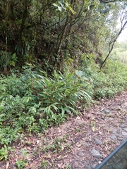 Hedychium coronarium