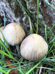 Coprinellus