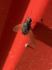 Satyramoeba hetrusca