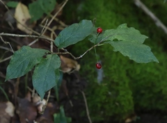 Lonicera alpigena