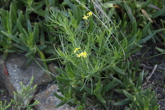 Senecio burchellii