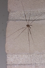 Dicranopalpus ramosus