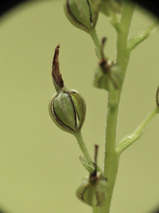 Neottia banksiana