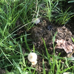 Conocybe apala albipes