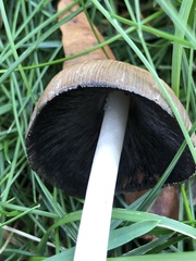 Coprinellus