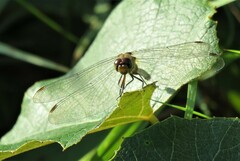 Sympetrum obtrusum