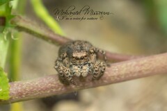 Aelurillus v-insignitus