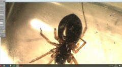 Microlinyphia pusilla