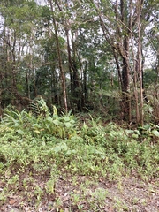 Hedychium coronarium