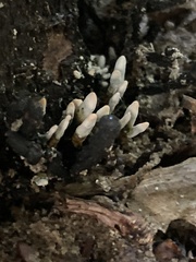 Xylaria hypoxylon