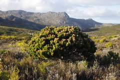 Mimetes fimbriifolius