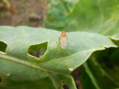 Psila