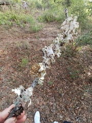 Parmotrema hypotropum