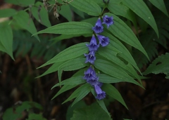 Gentiana asclepiadea
