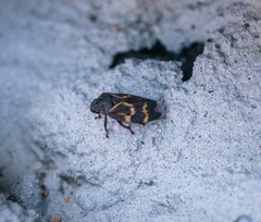 Deois flexuosa