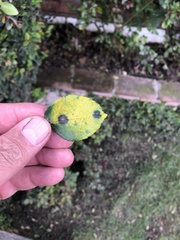 Diplocarpon rosae