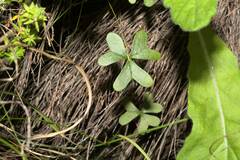 Oxalis truncatula