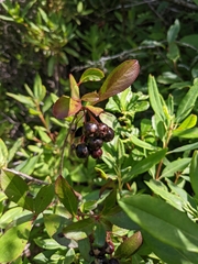 Aronia melanocarpa