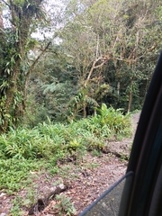 Hedychium coronarium