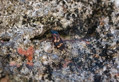 Deois flexuosa