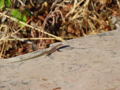 Podarcis virescens
