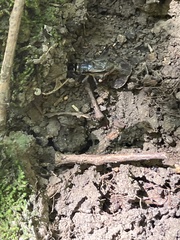 Velarifictorus micado