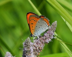 Lycaena dispar
