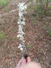 Parmotrema hypotropum