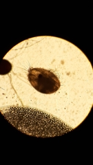 Ostracoda