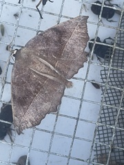 Eutrapela clemataria