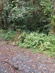 Hedychium coronarium