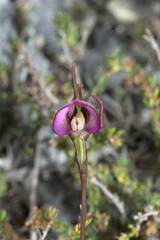 Disperis capensis capensis