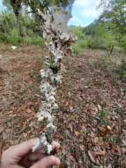 Parmotrema hypotropum