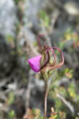 Disperis capensis capensis