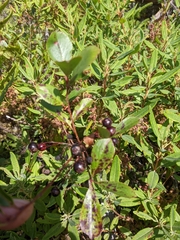 Aronia melanocarpa