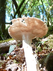 Amanita echinocephala