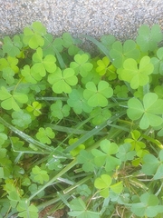 Oxalis corniculata