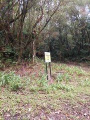 Hedychium coronarium
