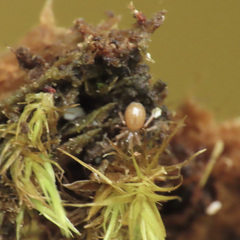 Araneae