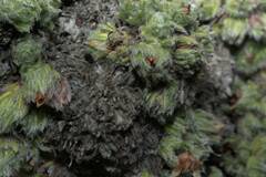 Erica occulta