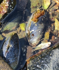 Mytilus edulis